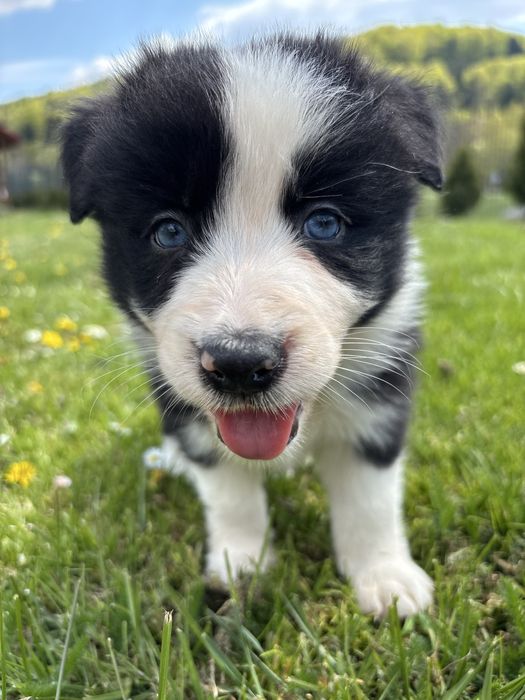 Szczeniak Border Collie