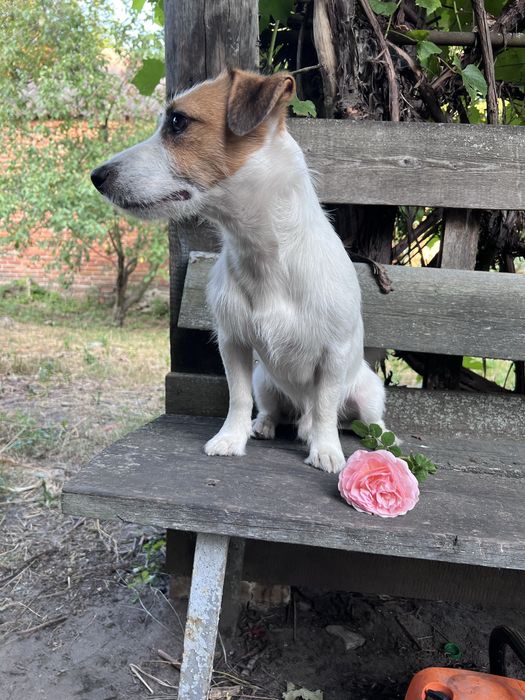 Пропонується на вʼязку джек расел. Хлопчик
