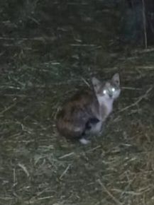 Koty kotki Kot  kotek