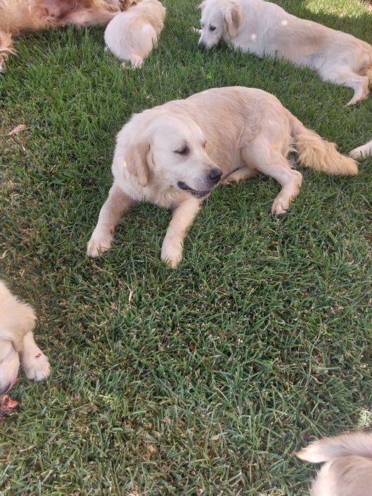 Golden Retriever lop/exames