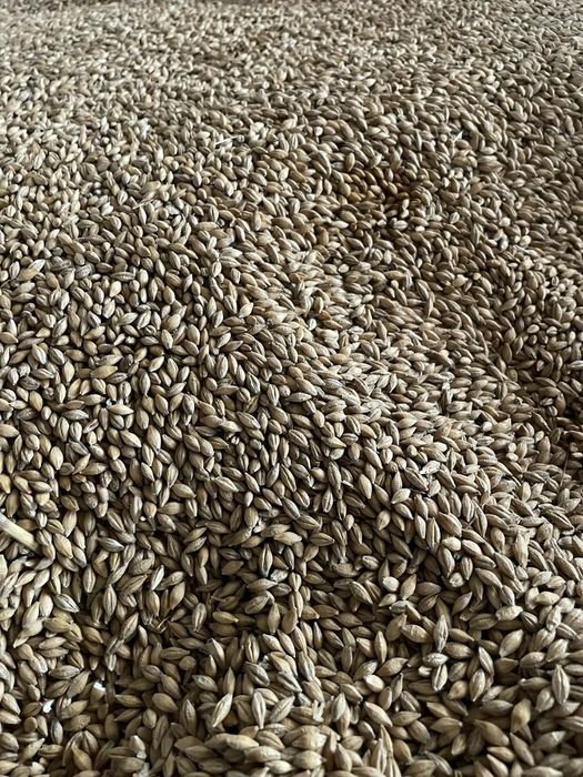 Sprzedam jeńczmień jary i kukurydzę