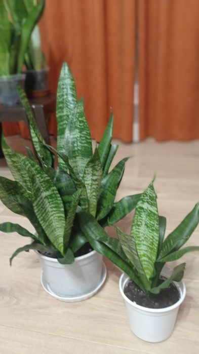 Сансевієрії колекційні  Ханні  і інші сорти, Цеоліт( 3-5 мм)