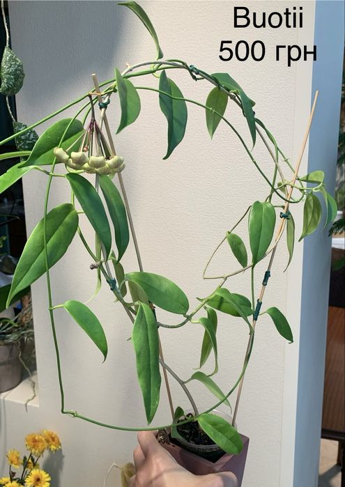 Хойя pubicalyx black dragon Buotii доросла квітуча