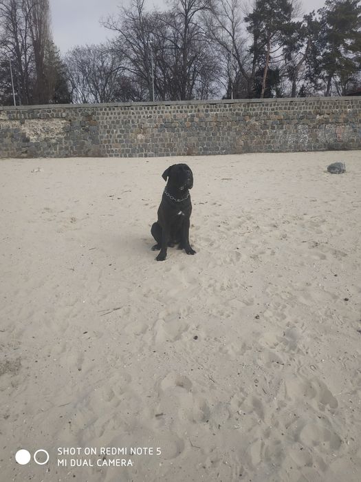 Кане Корсо мальчик