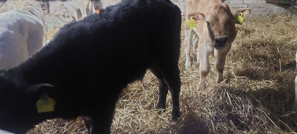 Byczki miesne Cełujki