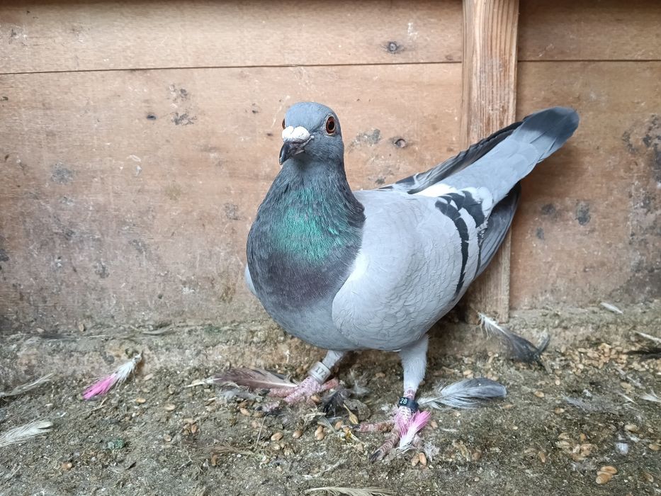 Gołębie pocztowe zagraniczne  NL RO