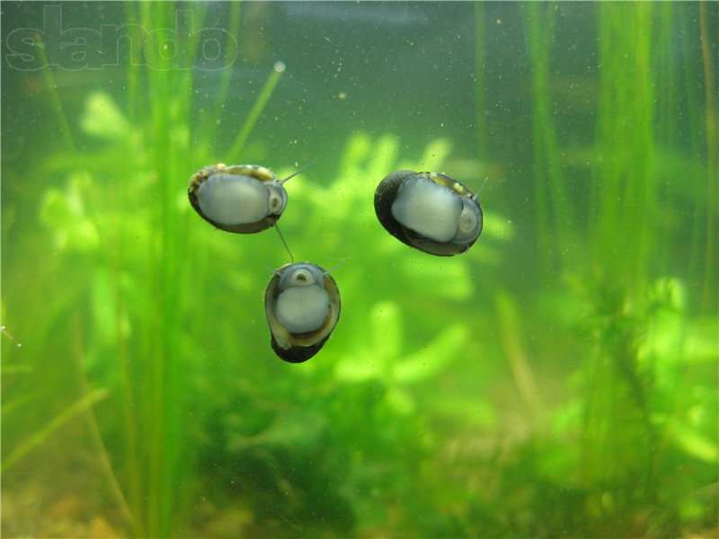 Продам 100% лучших чистильщиков стекол и растений-улиток теодоксус