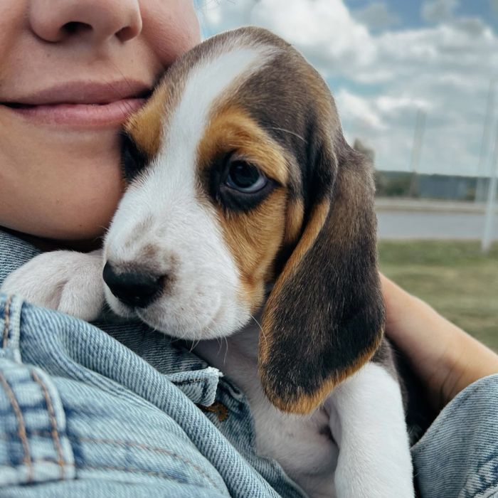 Чистокровний Бігль кобель на вʼязку.