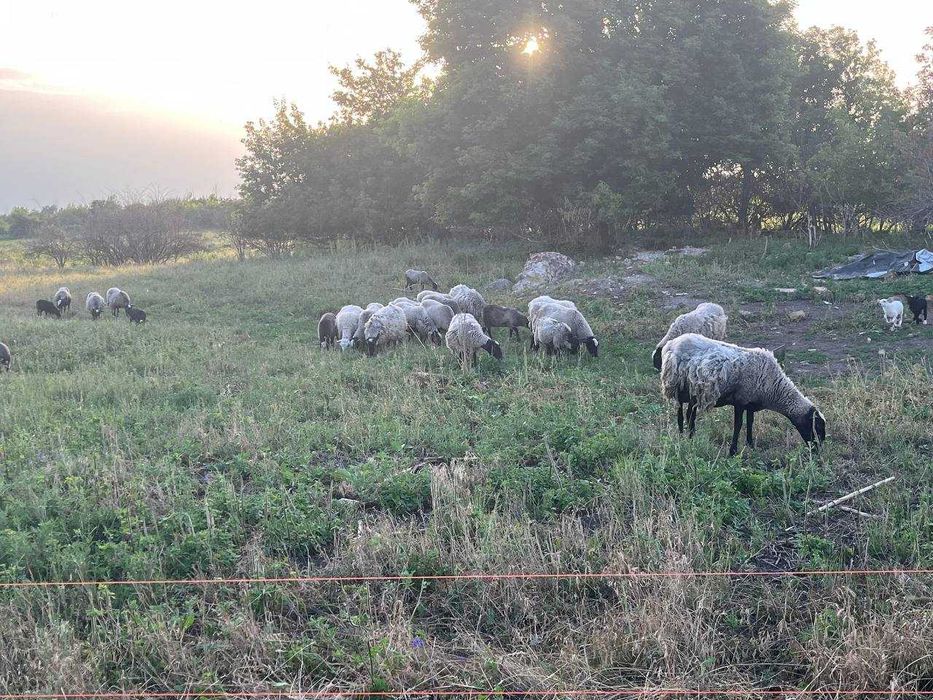Продам ягнят романовской породы