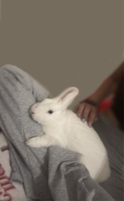 Krolik +skladana klatka