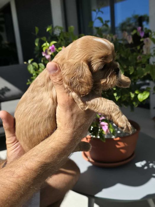 Cavalier King Charles Spaniel - macho Ruby (marrom) nascido no Algarve em 18 de Agosto.