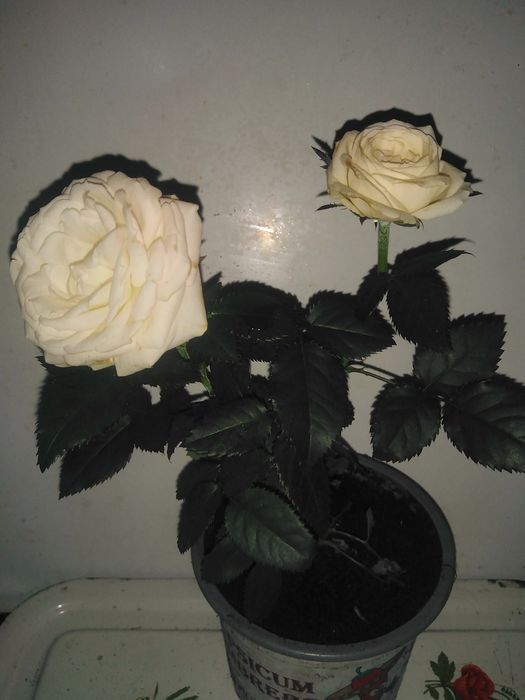 Мімоза, Спатіфілум варієгатнй, азалія і інші.