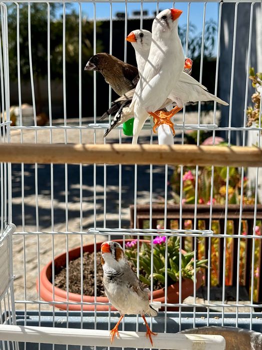 Vendas de Várias Aves