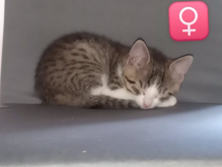 Kociaki do adopcji