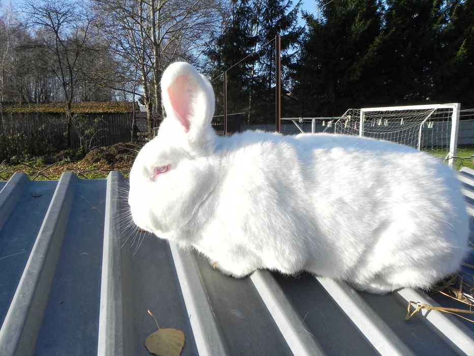 Królik Nowozelandzki, samica z rodowodem.