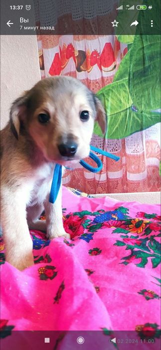 Отдам даром в хорошие руки