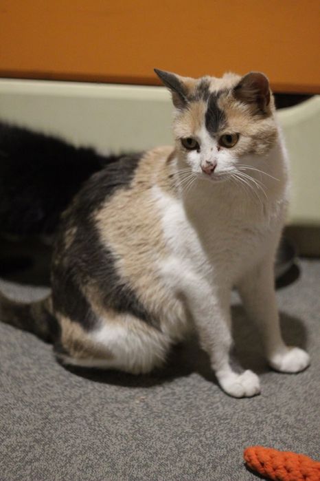 Молоденькая кошечка ищет дом