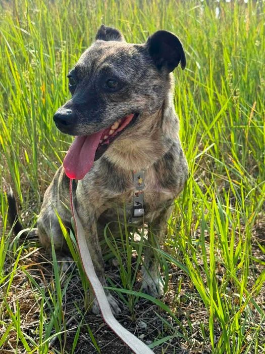 Flora do adopcji