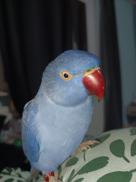 Aleksandrrtta Obrożna Fiolet