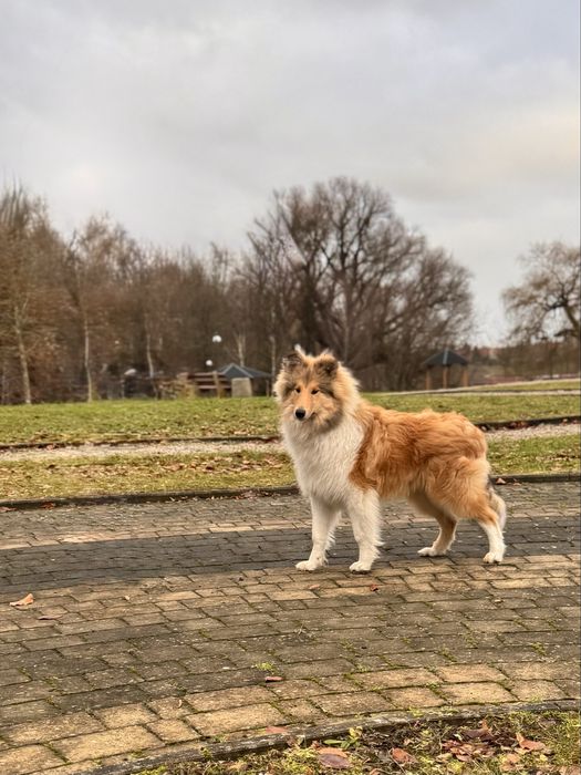 Owczarek szkocki collie ZKWP FCI