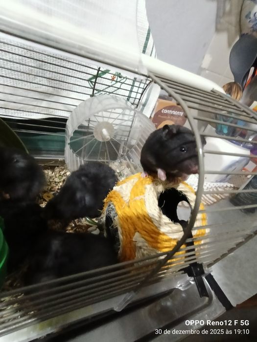Hamster novos para venda
