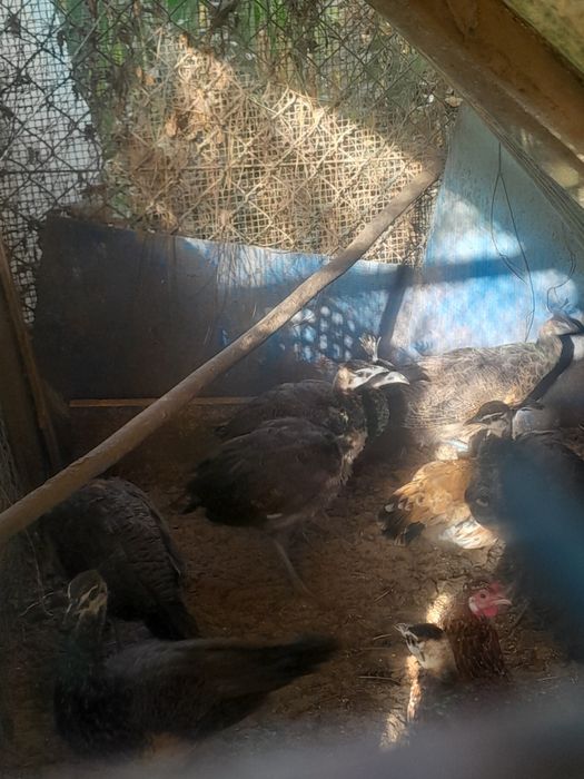 Patos exoticos, pavões, gansos