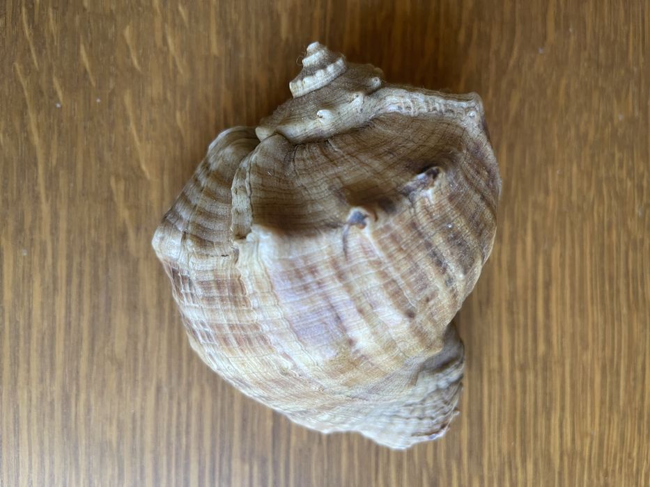 Ракушка из Крыма