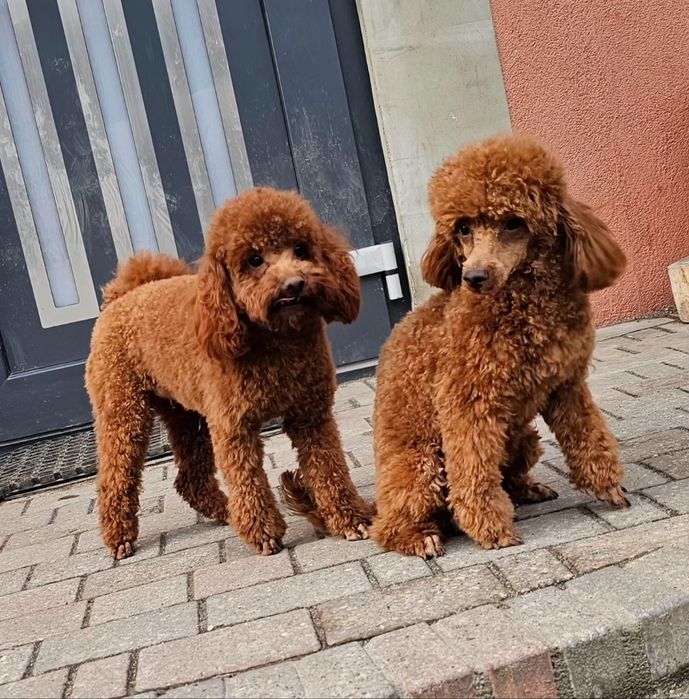 Pudel Toy Red Brown Dziewczynka Już Do Odbioru