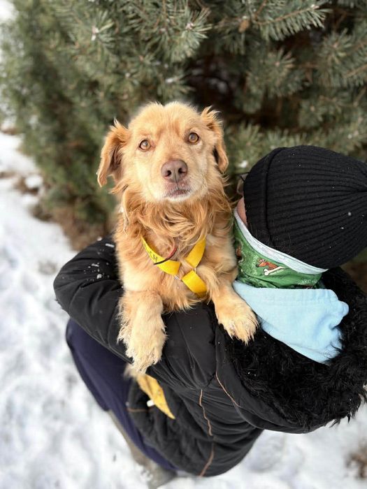 Piękny Pinio ,szuka domu.