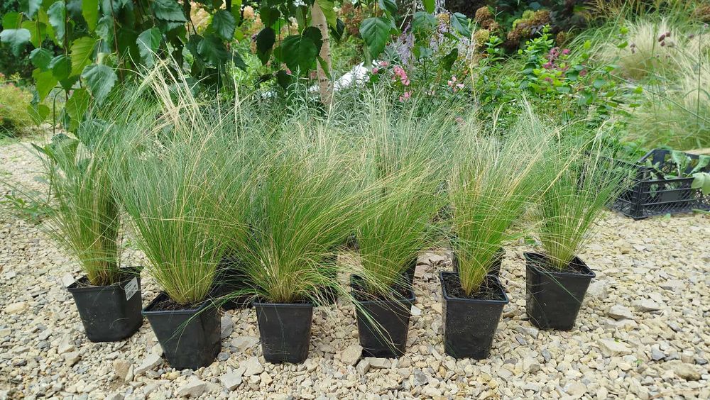 Ostnica PONY TAILS zestaw 10 szt. 1L