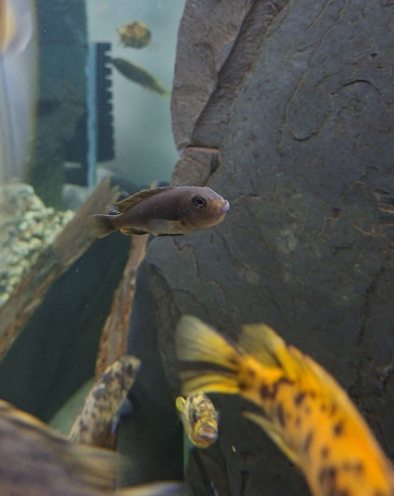 Pseudotropheus Polit F1,pyszczaki,malawi