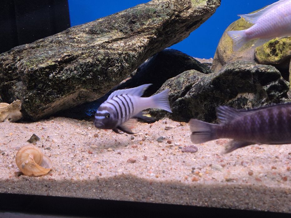 Cynotilapia sp. Ndumbi/Pyszczaki Malawi