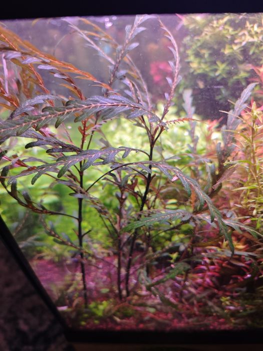 Hrygophyla pinnatifida