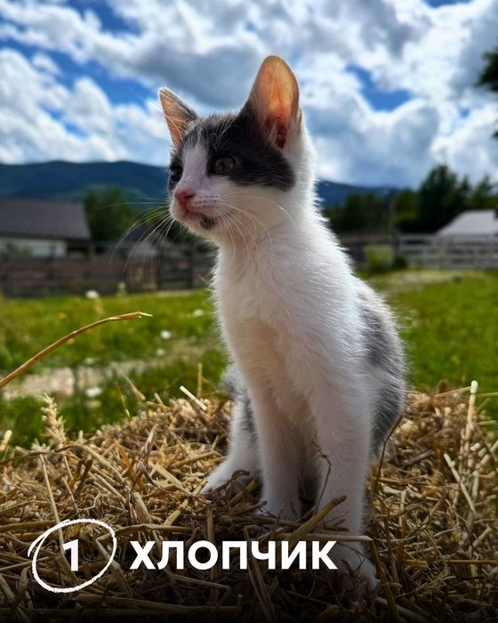 Кошенята (2 хлопчика, 1 дівчинка) шукають дім
