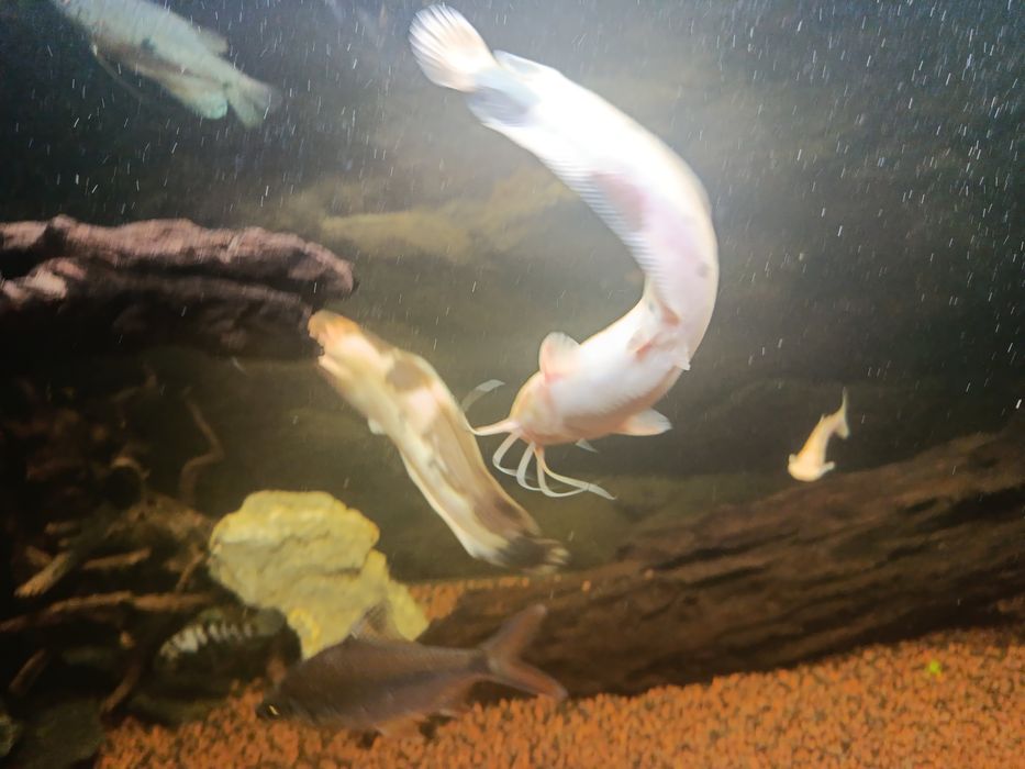 Clarias batrachus - Długowąs żabi - Sum batraszek