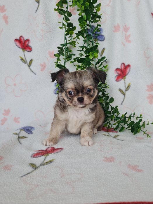 Excecional mini pelo longo Chihuahua/Chiuaua de Qualidade