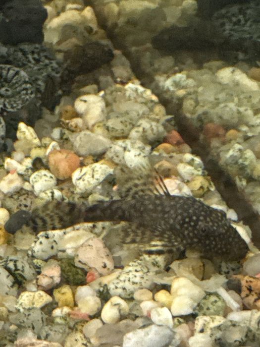 Limpa fundos  Plecostomus