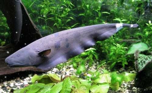 Duch amazoński Barracuda Dębica