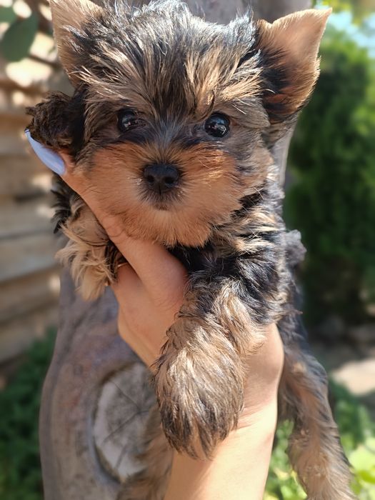 Одесские мини Йорки щенки