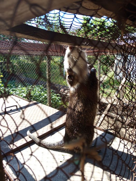 Продам нутр-й,Самцы семимесячные.