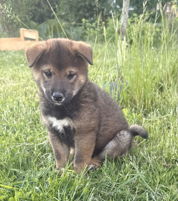 Shiba inu sezamowy chlopak