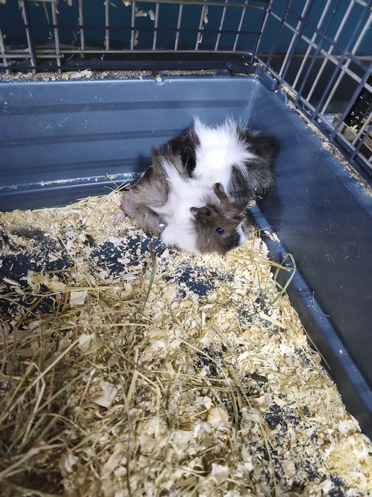 Świnki morskie samce i samiczki