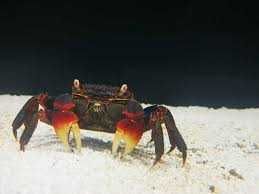 Kraby Gogołów Krab Spider. Cetarius