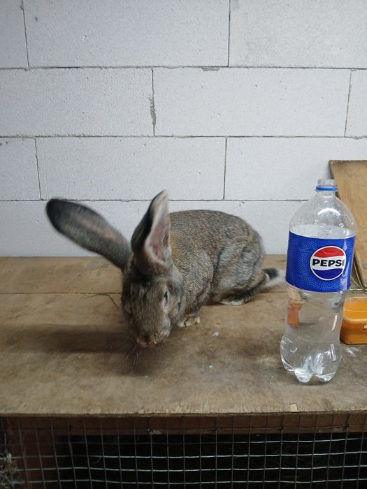 Кролики кролі бельгійський велетень  фландр