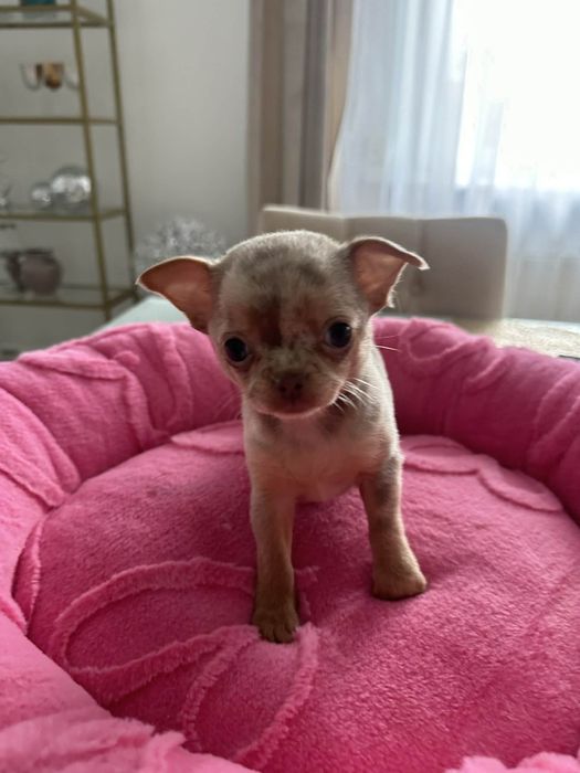 Cudowna sunia Chihuahua lilac merle