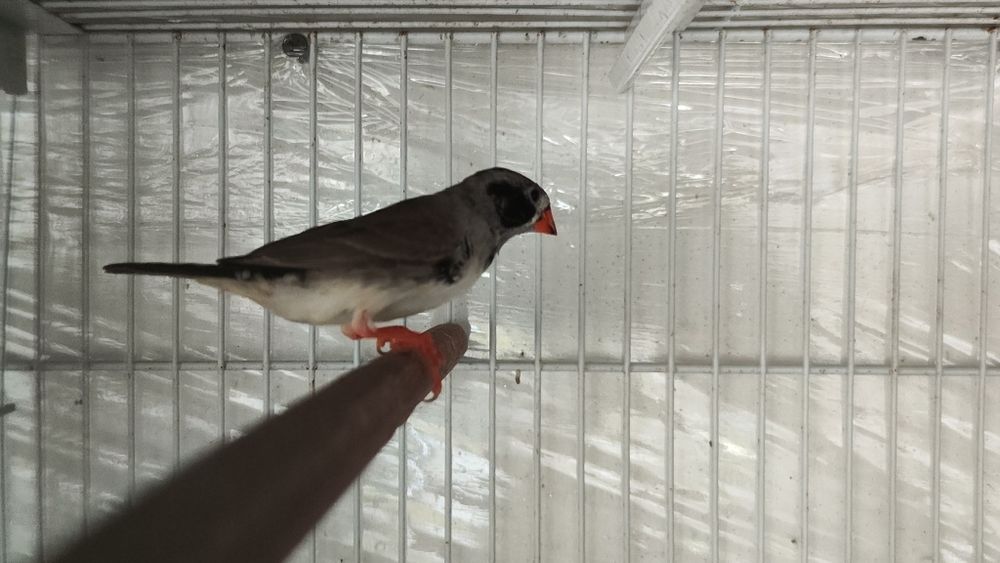 Diamante Mandarim bochecha preta 2025