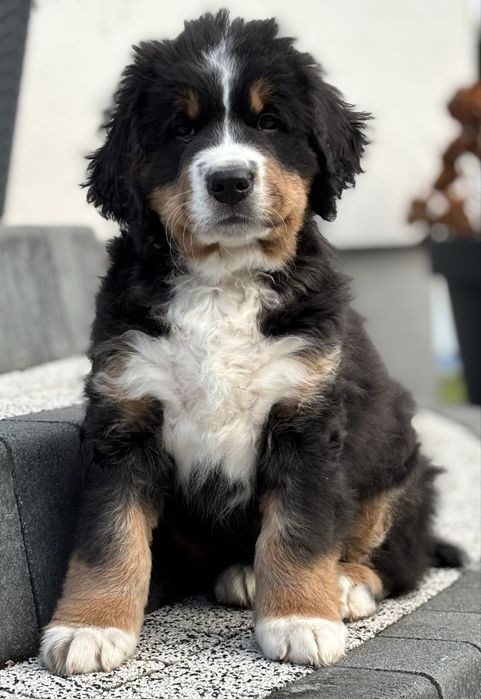 Berneński pies pasterski ZHPR UCI