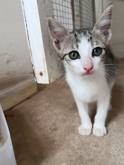 Gatinho bebé para adoção