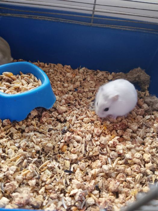 Джунгарский хомяк