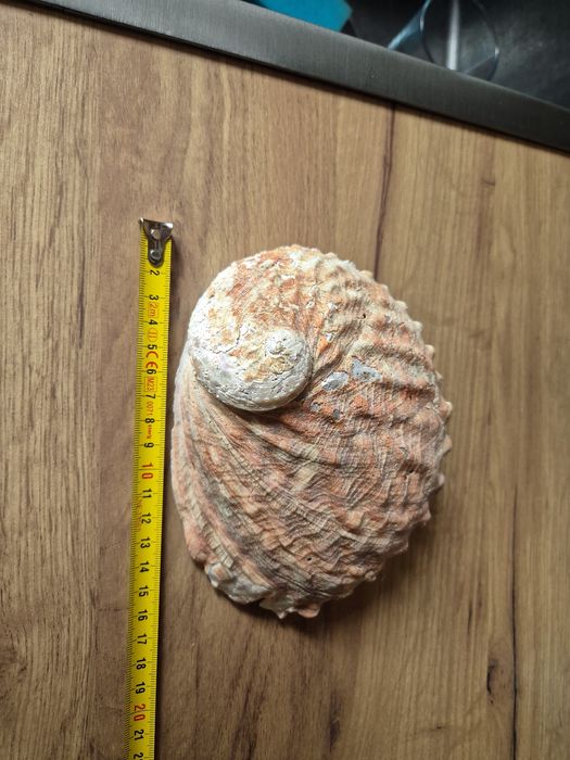 Muszla Morska Abalone czerwony